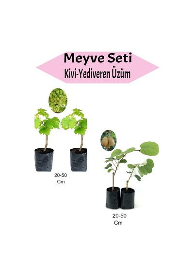 Meyve Seti 2 Adet Kivi+2 Adet Yediveren Üzüm Fidanı