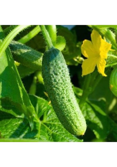 Mix Sarı Dolma Biber 10 Tohum Kornişon Hıyar 100 Tohum Bahçevilya