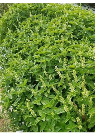 Yerli Limon Fesleğen Tohumu 5 GR Ort 1750 Ad Tohum N112544