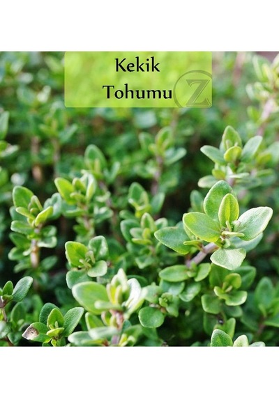 Zencefil Organik Kekik Tohumu 1 Paket 500 + Adet