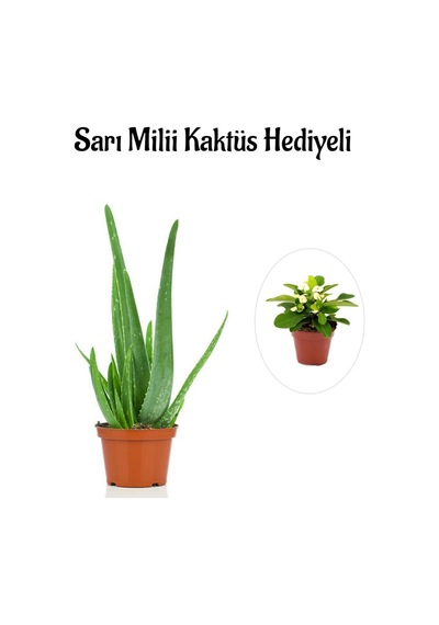 Parlak Dolgun Formlu Aleovera Bitkisi Sevgililer Gününe Özel Sarı Milli Kaktüs Hediyeli