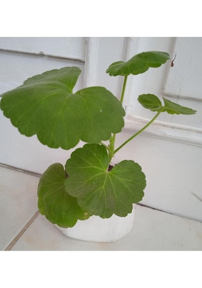 Beyaz Açan Sardunya Çiçeği 10-20 Cm