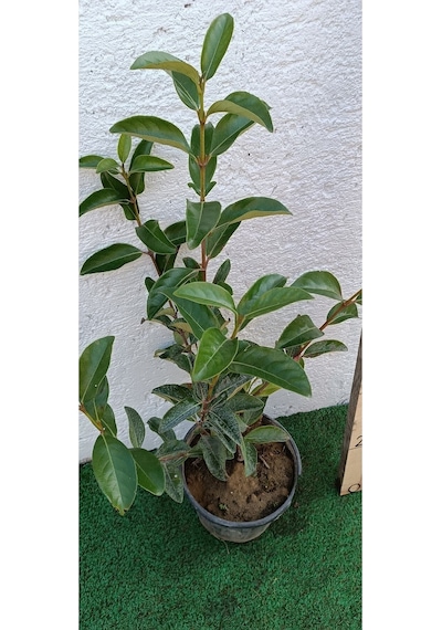 Videolu Dış Mekan 1 Adet Çit Bitkisi Fidanı 50-80cm Saksılı Viburnum Tinus Lucidum