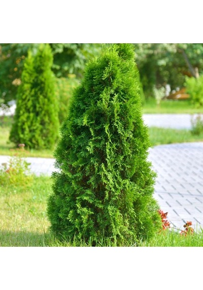 Bahçeniz İçin Leylandii Fidanı - Hızlı Büyüyen Yeşil Çit Bitkisi
