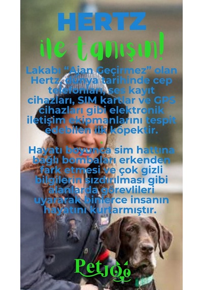 Petjoo 26.Hertz Yeşil-Mavi Qr'lı Köpek Künyesi