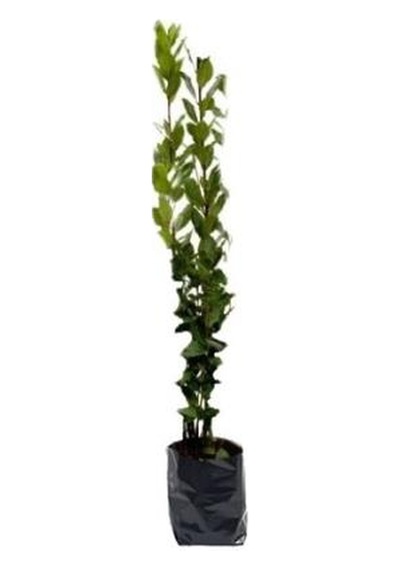 Laurus Nobilis Defne Fidanı 20-40 Cm