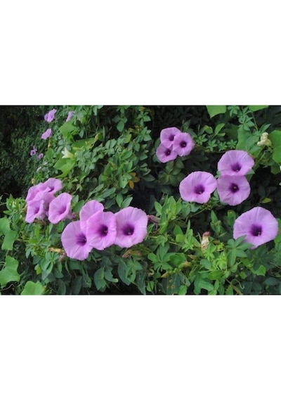 Ipomea Palmata Sarmaşık Çiçeği Tohumu Ekim Seti 5 Tohum + Saksı +toprak