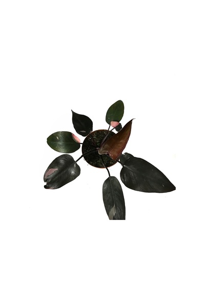 Philodendron 'pink Princess' Ø17 Cm Y30-35 Cm