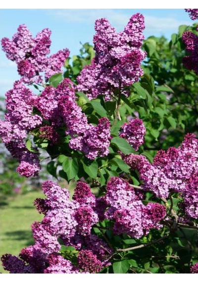 Leylak Fidanı Syringa Chinensis 40-50 Cm Bahar Çiçeği