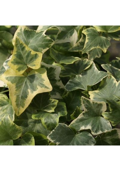 Hedera Helix Anne Maria Alacalı Herdem Yeşil Sarmaşık Fidanı
