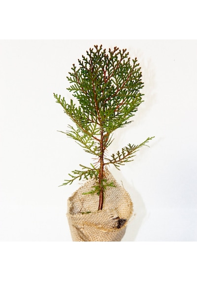 NİKAH ÇAMI 100 ADET - ÖZEL GÜN FİDANI (Thuja Orientalis)