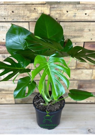 Monstera Deliciosa Deve Tabanı 30-60cm