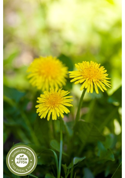 Yörem Afyon Meşhur Elazığ Yöresinden Doğanın Gizli Şifa Mirası Karahindiba Otu Taraxacum Officinale 60gr.