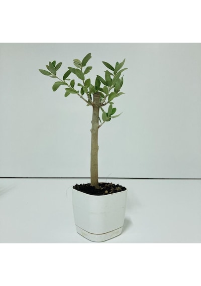 Beyaz Lüx Saksıda Minyatür Bonsai Zeytin Fidanı