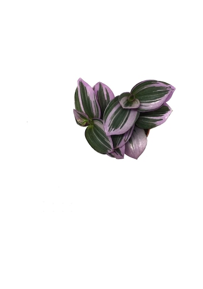 Tradescantia 'nanouk' - Ev Ve Ofis Bitkisi