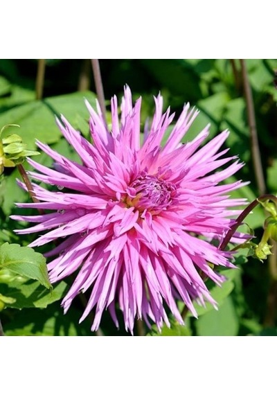 Büyük Çiçekli Galaxy Dahlia Yıldız Çiçeği Yumrusu 1 Adet
