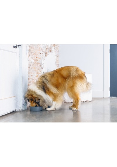 Beeztees Dbl Köpek Mama Su Kabı, Mat Siyah Paslanmaz Çelik, 20cm, 1,9l