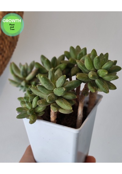 Pachyphytum Multi Form Sukulent 1 Adet