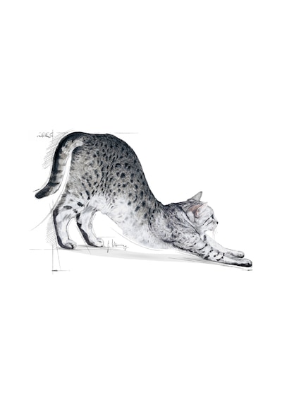 Royal Canin Indoor 27 Evde Yaşayan Yetişkin Kedi Maması 400 G