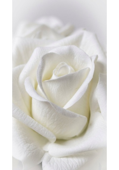 Scented Roses Ivory Bloom 9 Lu Beyaz Gül