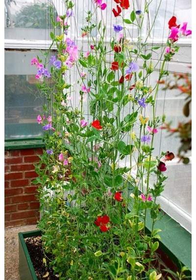 10+ Kokulu Karışık Renk Çiçekli Sweet Pea Tohumu
