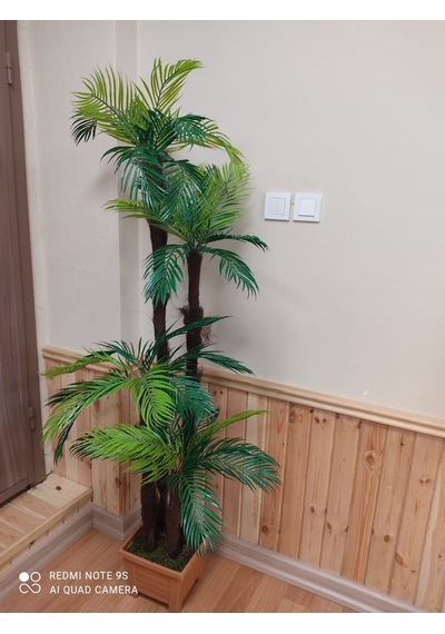 Tropikal Areka Sıkas Dört Gödeli Palmiye Ağacı Kare Saksıda