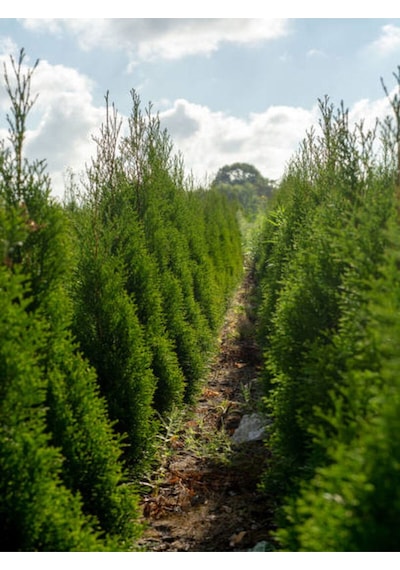 Videolu 10 Adet Leylandi Çam Fidanı Saksılı\tüplü 15-20 Cm Leyland Cypress Sapling