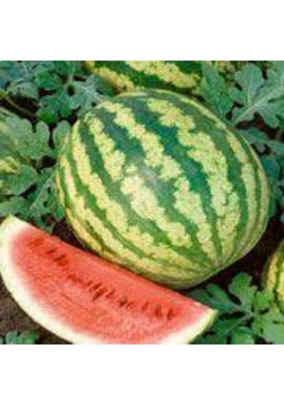 30 Adet Tohum Nadir Ithal Crimson Sweet Karpuz Tohumu Sürpriz Hediye Tohumludur