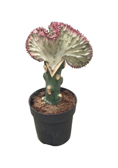 Euphorbia Lactea 'Cristata' (Kaktüs) Ø10,5 CM Y20-25 CM
