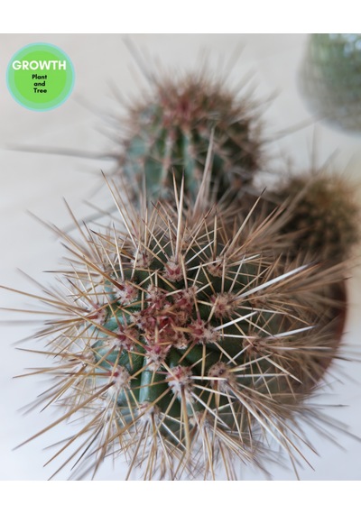 Pachycereus Pringlei Meksika Kaktüsü 1 Adet