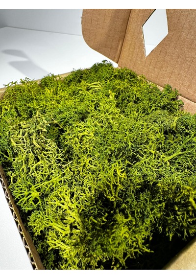 Reindermoss Şoklanmış Norveç Yosunu Terarium Yosunu Midium Green 100 Gr.
