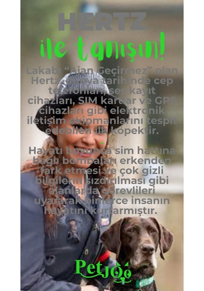 Petjoo 26.Hertz Yeşil-Gri Qr'lı Köpek Künyesi