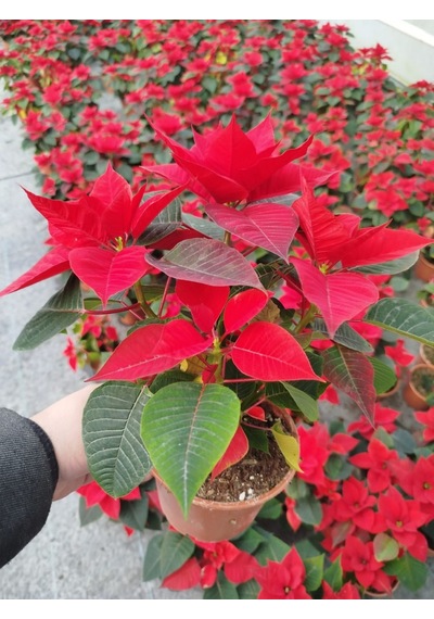 Atatürk Çiçeği Ponsetya 30-40 Cm / Kırmızı Salon Bitkisi