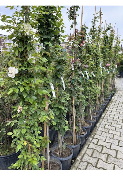 Tüplü Uzun Sarmaşık Gül Fidanı Karışık Renk 5 Yaş