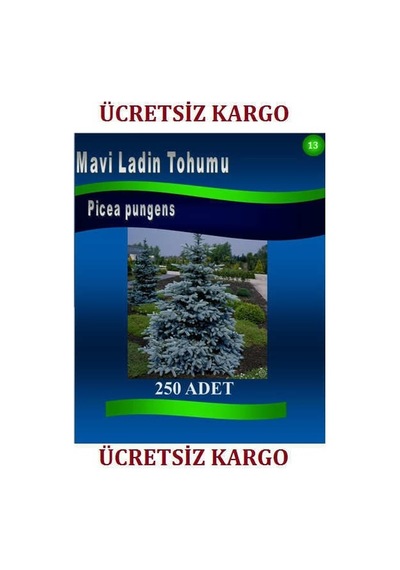 Mavi Ladin Tohumu 250 Adet Ağaç Tohumları Pice Pungens Kaibab