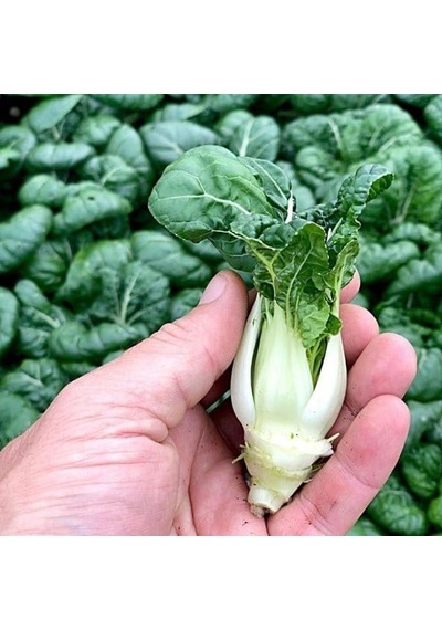 Altın Pak Choi Tohumu Golden Pak Choi 100+ Tohum