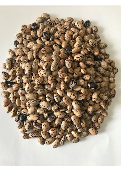 Yerli Çilli Kız Oturak Fasulye Tohumu 100 Gr