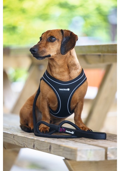 Beeztees Köpek Göğüs Tasması, Neopren, Siyah, S, 38-44cm Siyah