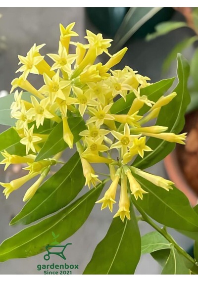 Melisa Parfüm Çiçeği 30-50cm 1 Adet Cestrum Nocturnum