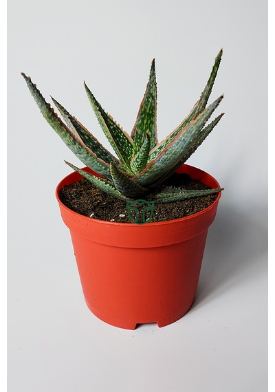 Aloe Christmas Carol Sukulent Renkli Yapraklı Koleksiyon Aloe