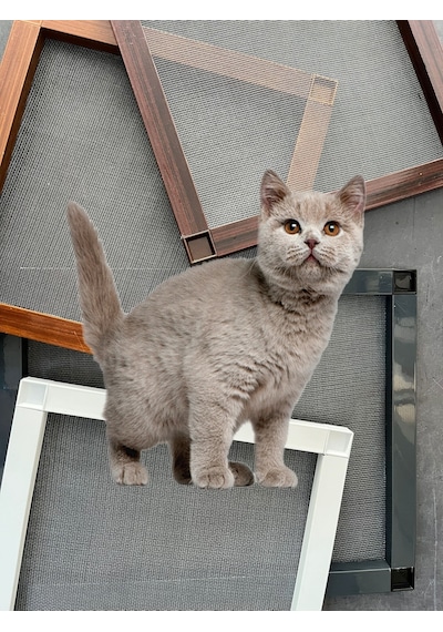 Yırtılmaz Kedi Telli Pet Tül Menteşeli Sineklik Takımı Pencere