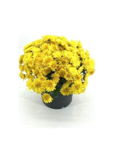 Koyu Sarı Kasımpatı Krizantem Chrysanthemum 10-20 Cm