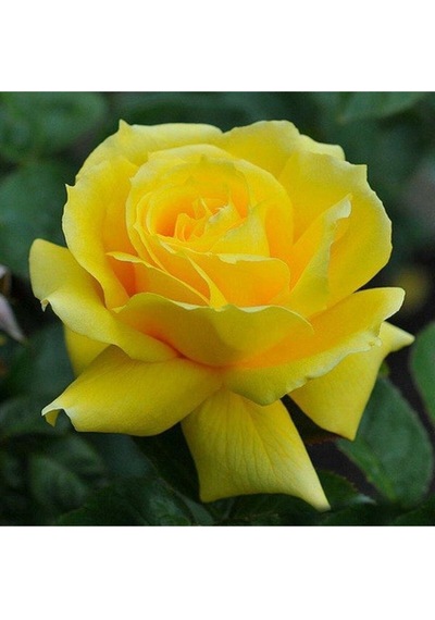 Landora Gül Fidanı Sarı Renkli 30 60 Cm 1 Adet Saksılı Aşılı Gül Yellow Rose