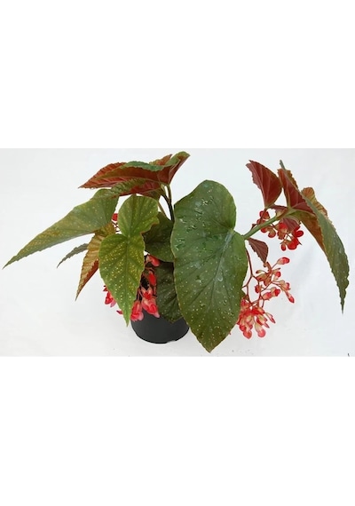 Videolu Çiçekli Çilli Begonya 1 Adet Saksılı 20-30cm Iç Mekan Ev Salon Bitkisi Begonia Corallina
