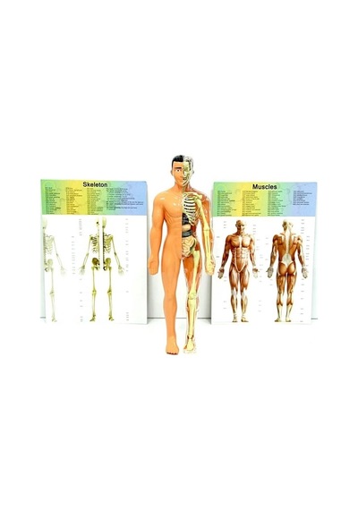 Mey İthalat The Human Body İnsan Vücudu 3d Eğitim Seti 3302