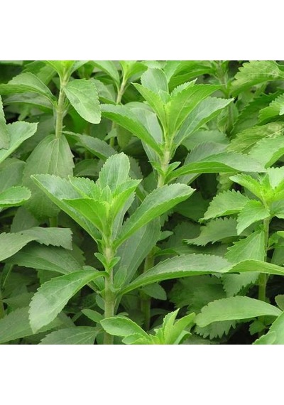 20 Adet Stevia Şeker Otu Tohumu