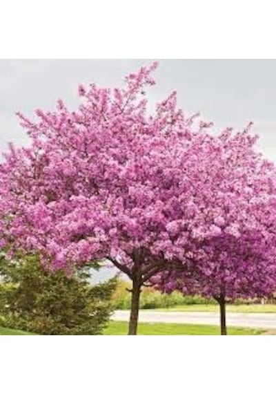5 Adet Tohum Bodur Pembe Erguvan Ağacı Tohumu Saksı Topraklı