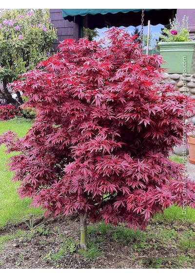 "kırmızı Yapraklı Japon Akçaağaç Fidanı - 40-50 Cm,