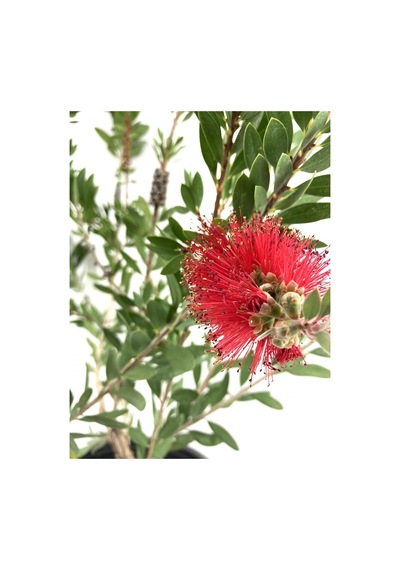 Serada Decor Plant Fırça Çalısı Çiçeği 2 Adet Dolgun Formlu Saksılı Dış Mekan Bitkisi
