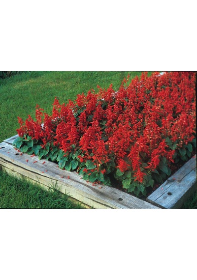 Ateş Çiçeği Salvia Splendens 20 Adet